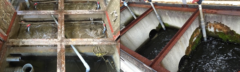 ※放流池の金魚の様子